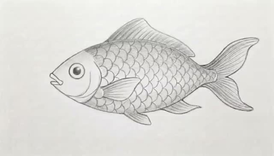 Pencil drawing of a fish
