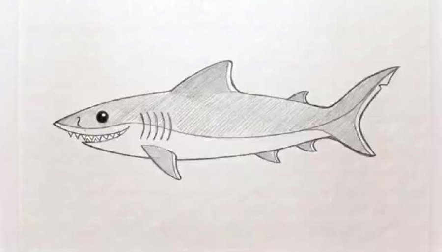 Pencil drawing of a shark